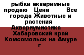 рыбки акваримные продаю › Цена ­ 30 - Все города Животные и растения » Аквариумистика   . Хабаровский край,Комсомольск-на-Амуре г.